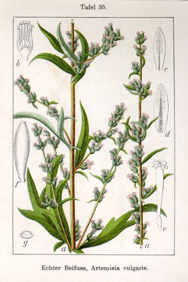 herbier